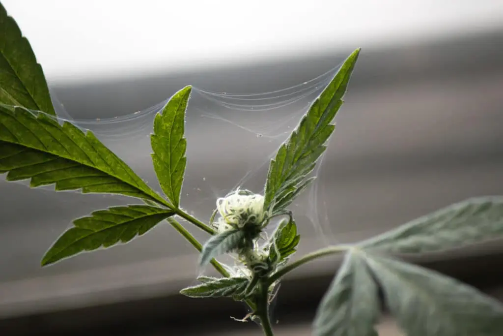 Spider mite webbing on cannabis plant showing early stages of infestation