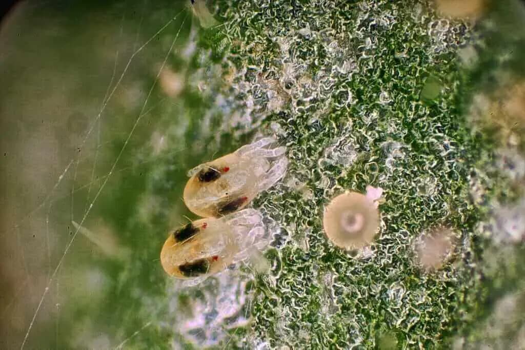 Spider mite nymphs next to egg under magnifying lens