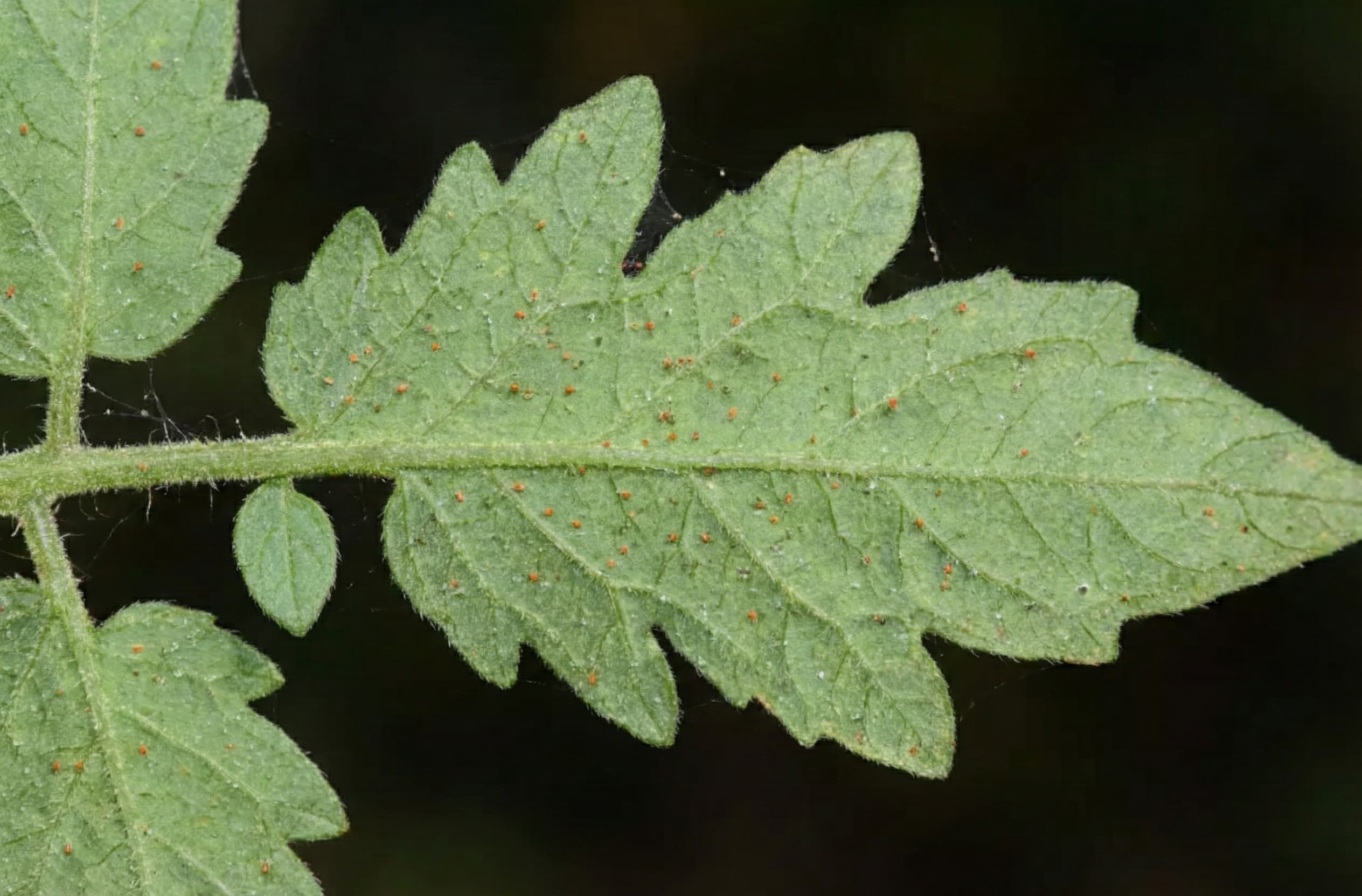 spider mites on tomato plant