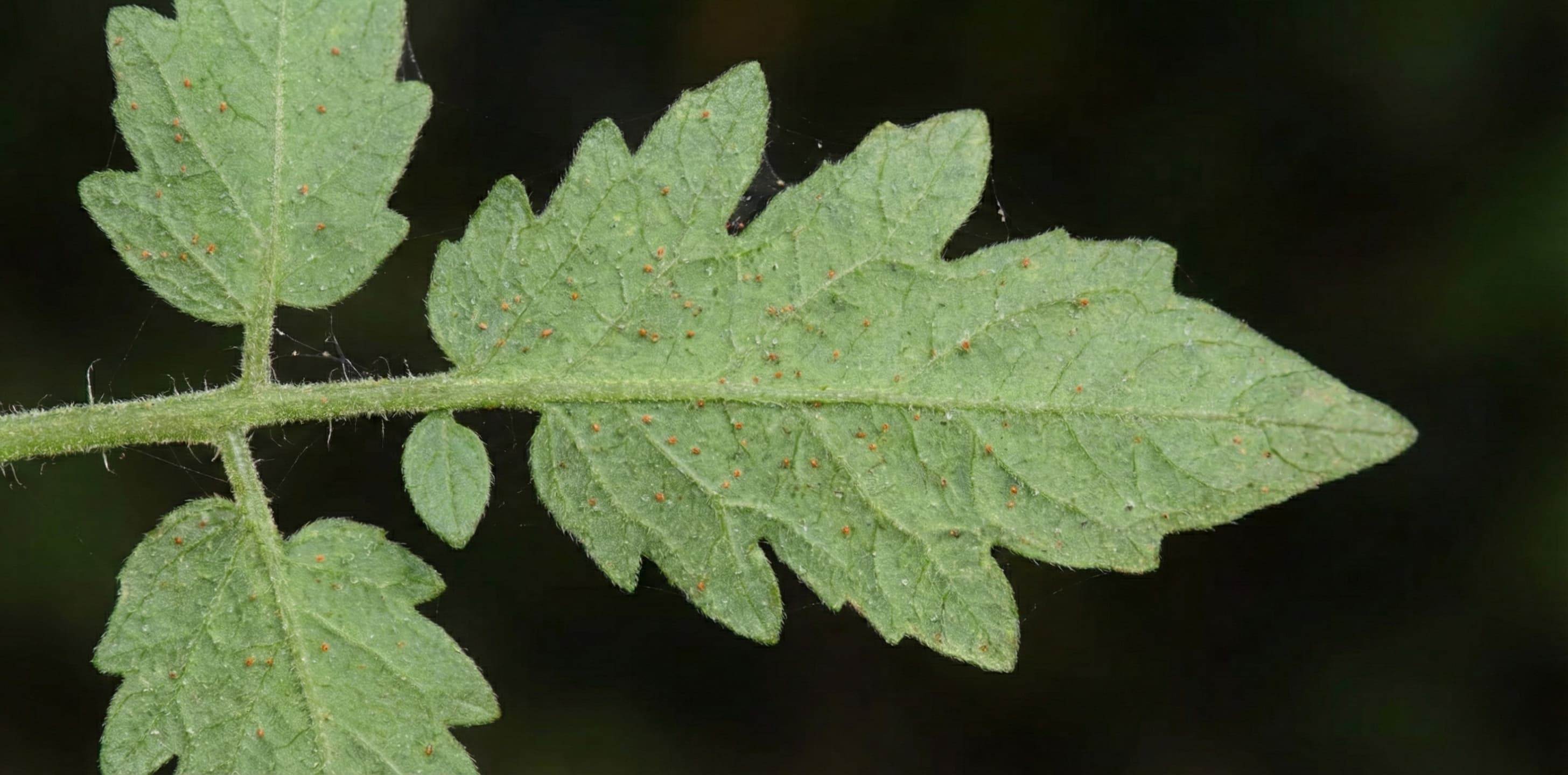 Spider mites look like tiny red specks underneath tomato leaf