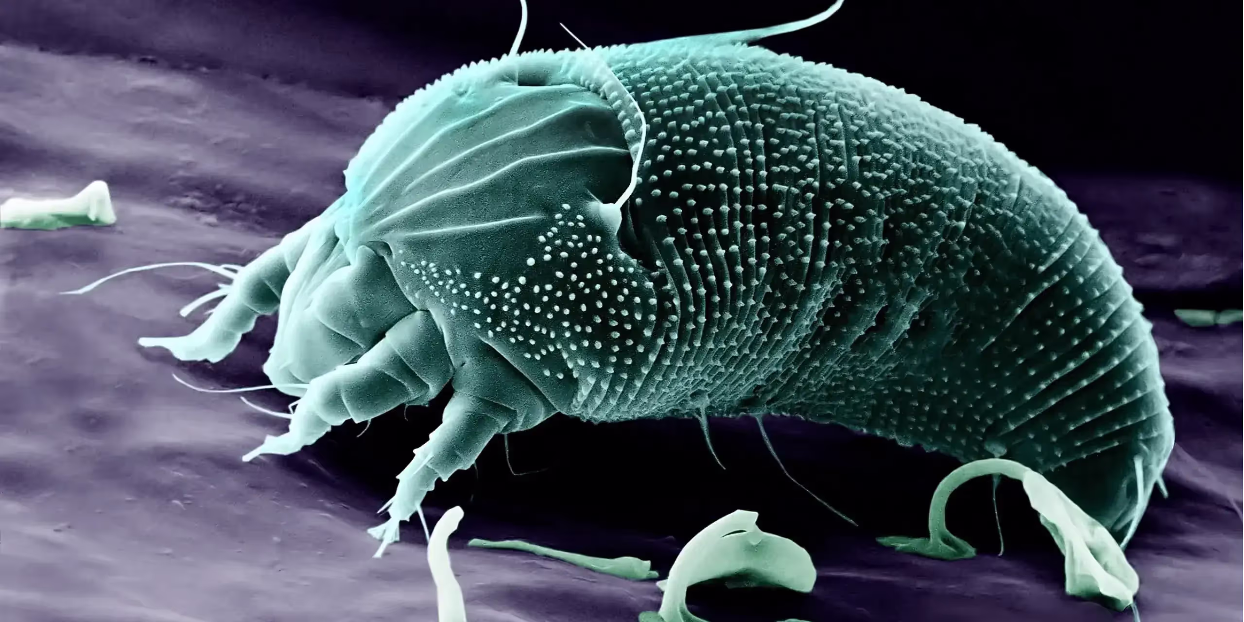 Macro image of a russet mite