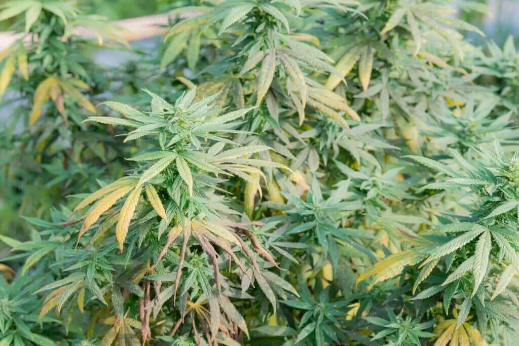Russet mite damage on cannabis plants