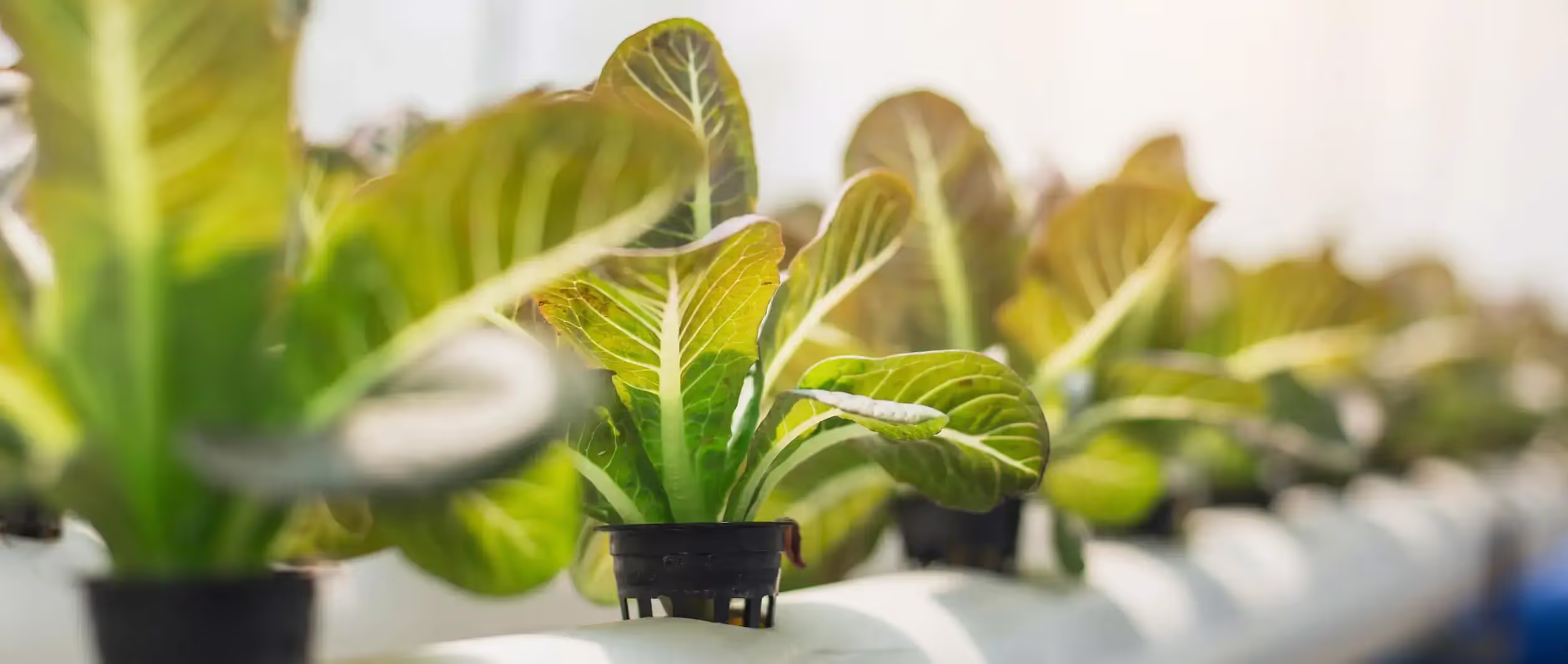 Salad leaves being grown in an indoor agrciulture hydroponics system