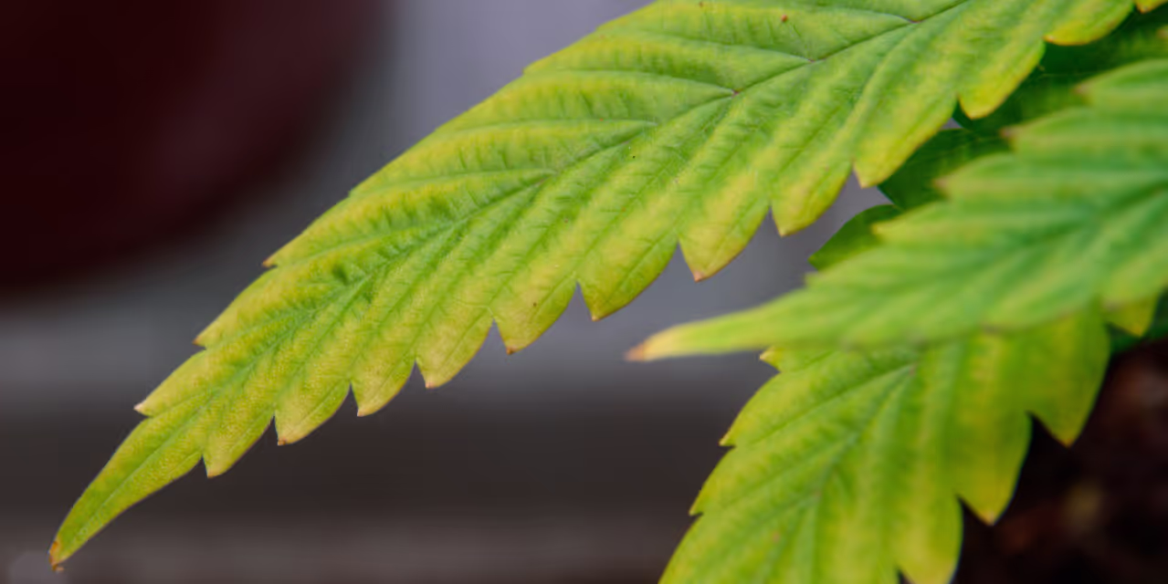 leaf showing calcium or magnesium deficiency or both Hero