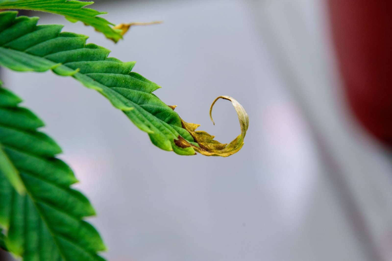 leaf curled up on the end due to calmag deficiency