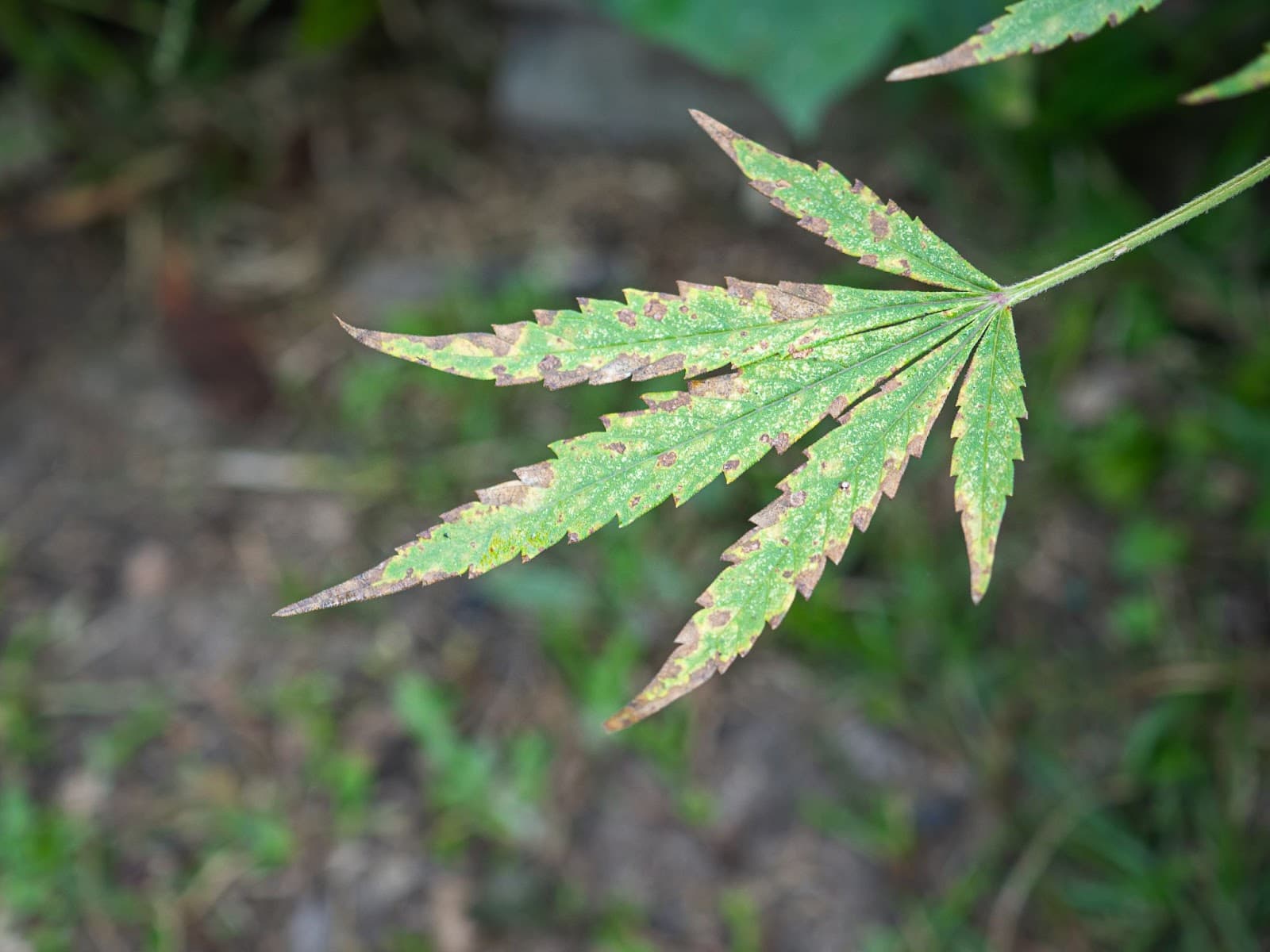 leaf showing calmag deficiency symptoms