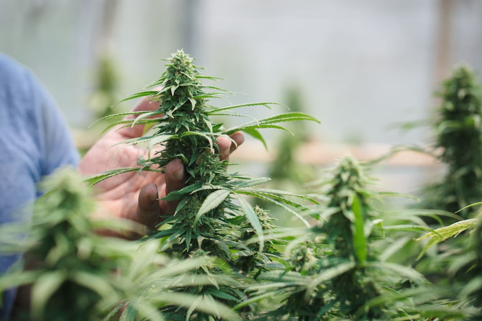 healthy plants with no calmag deficiency