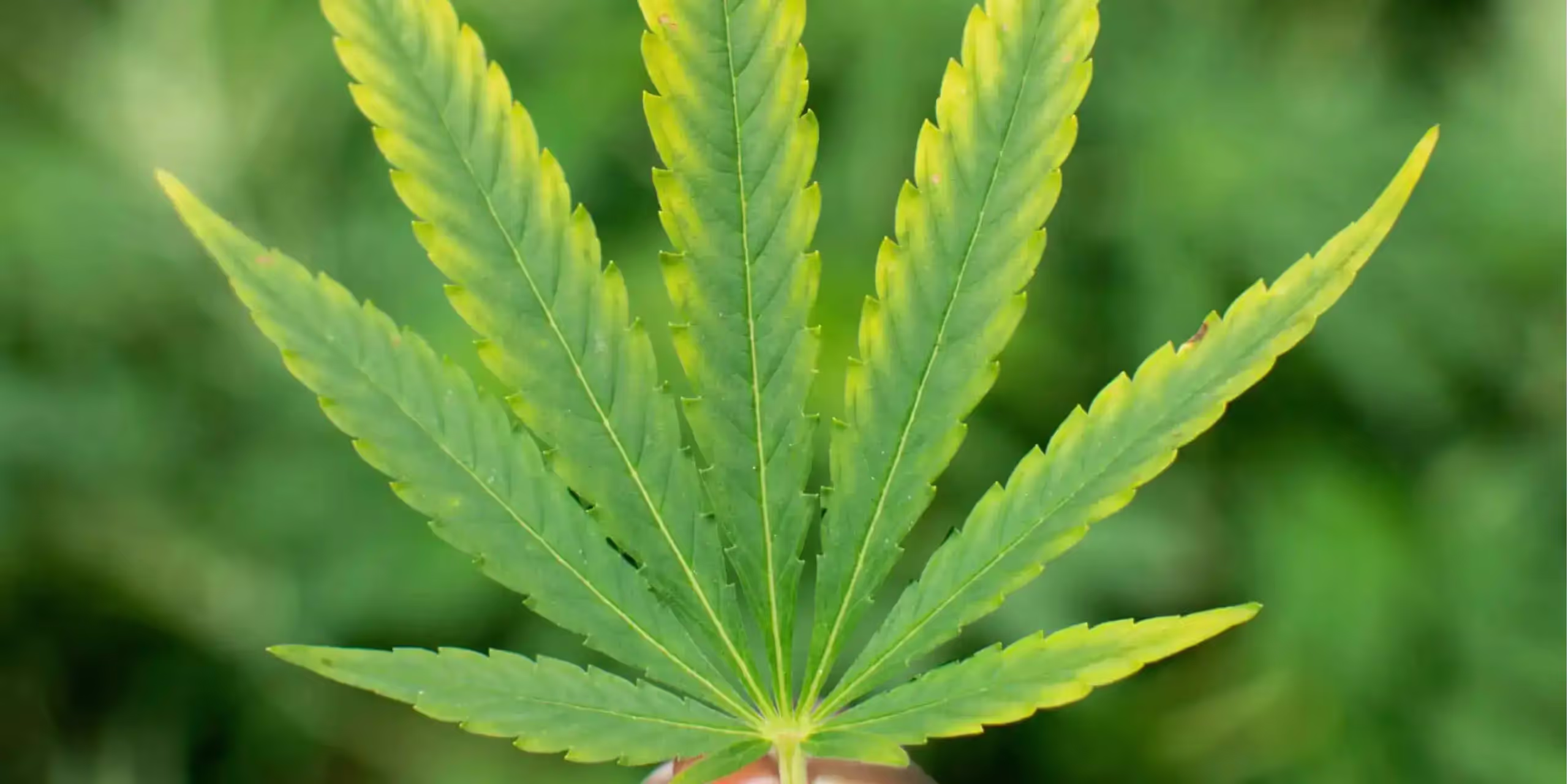 Cannabis leaf with, early signs of magnesium deficiency