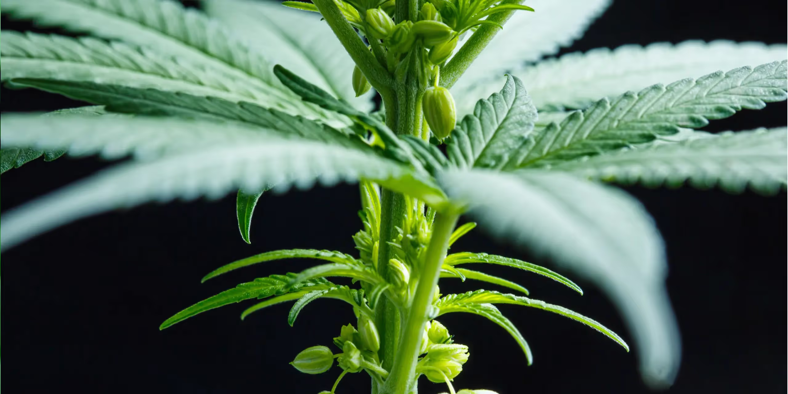 Male cannabis plants in a grow room.