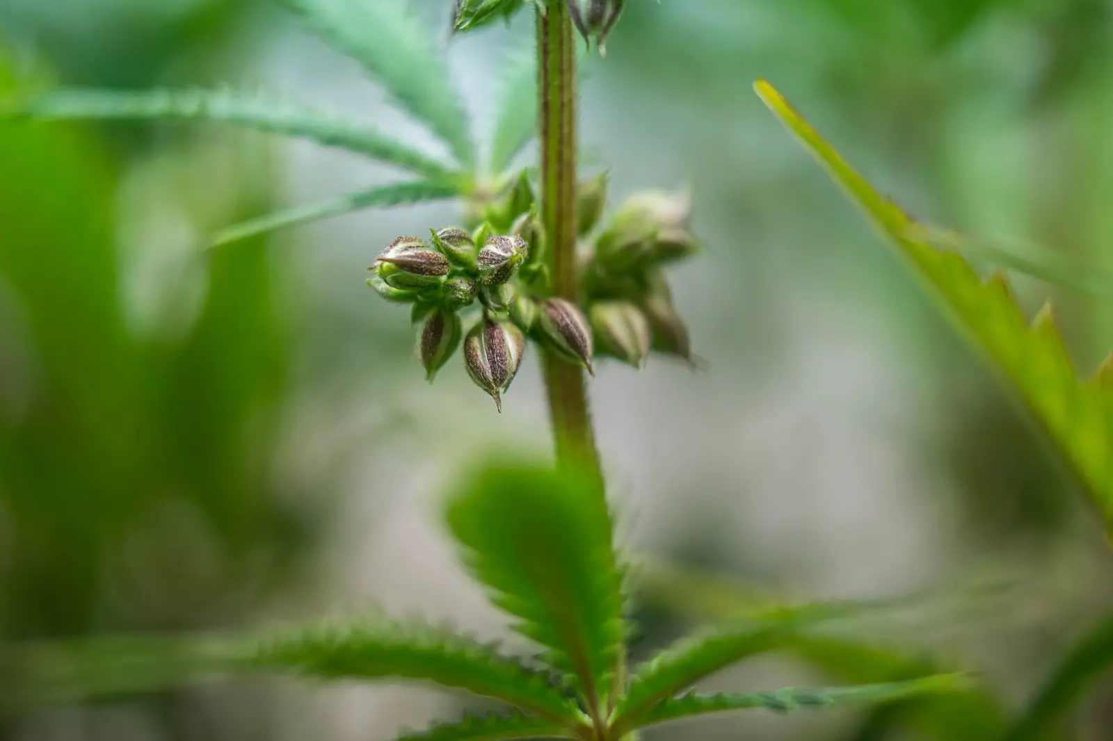Male cannabis plants outdoors.
