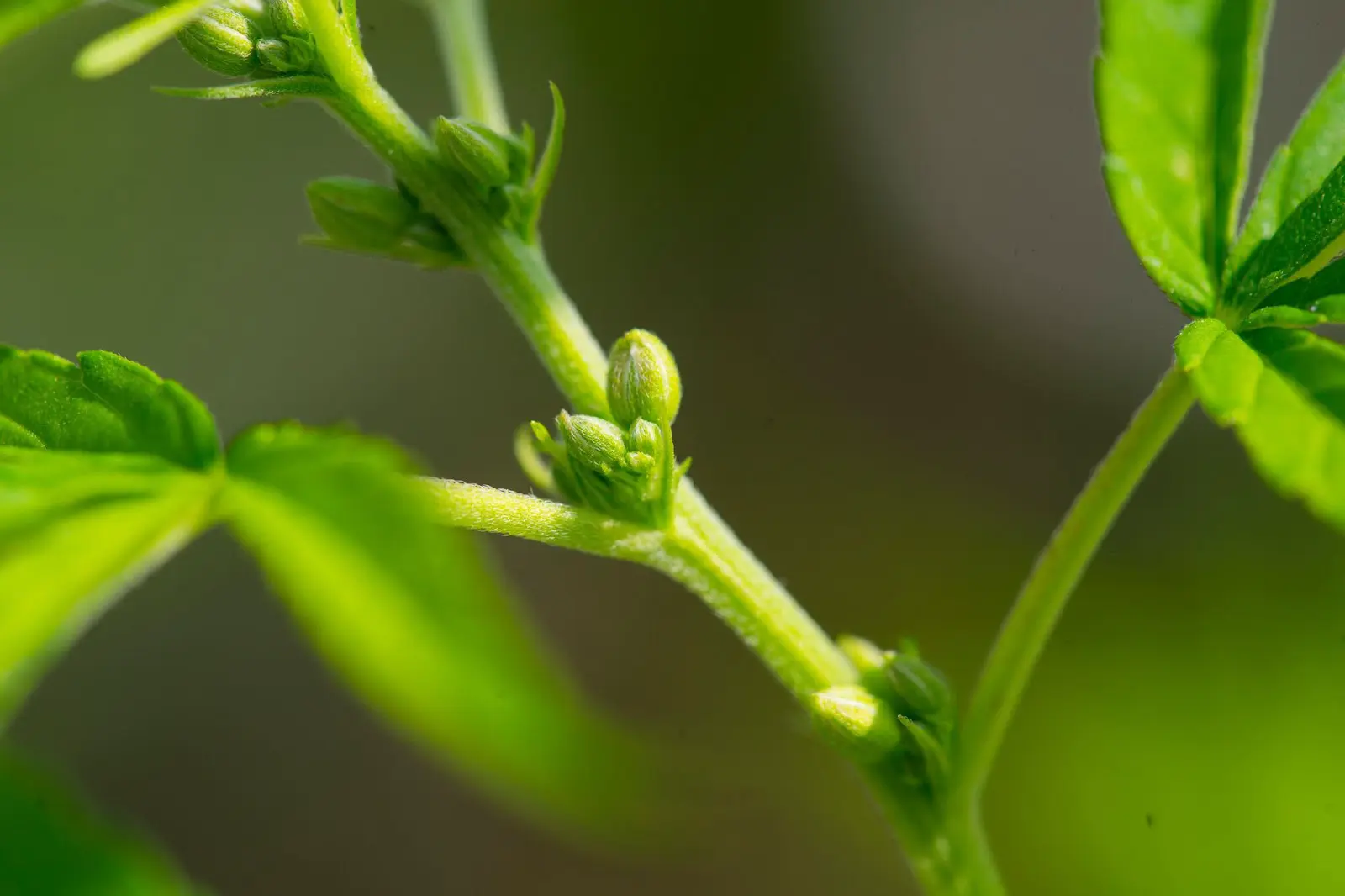 A close up of a young male cannabis plant.