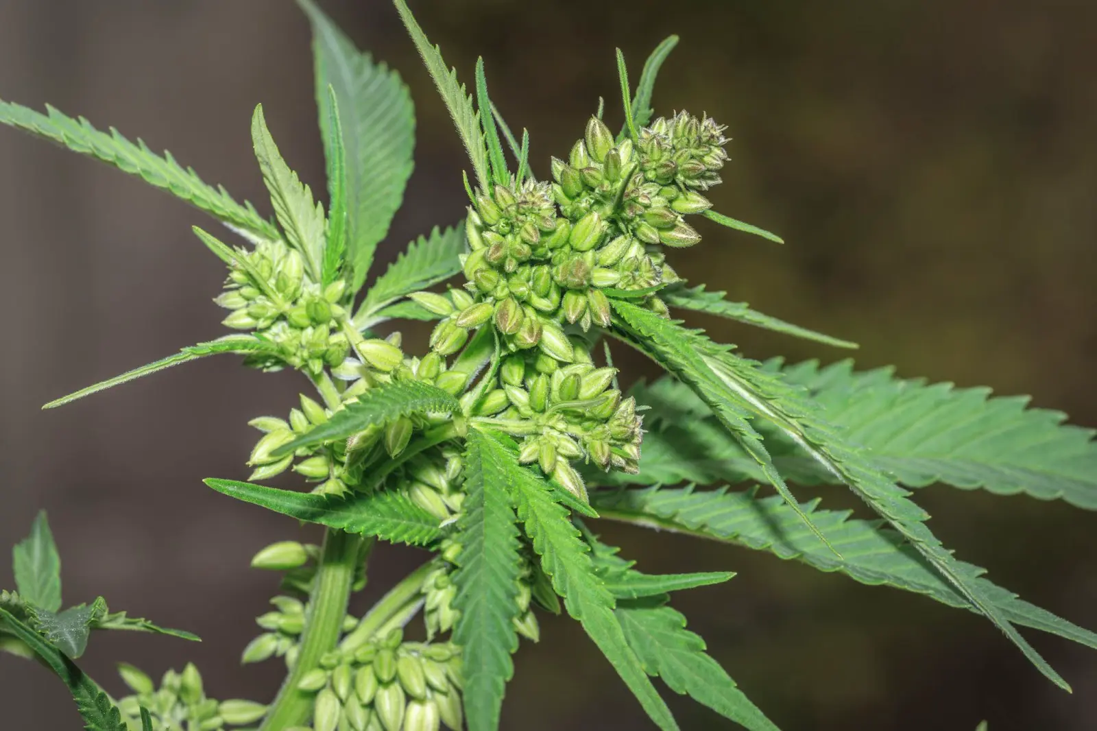 A large maple cannabis plant with many pollen sacks.