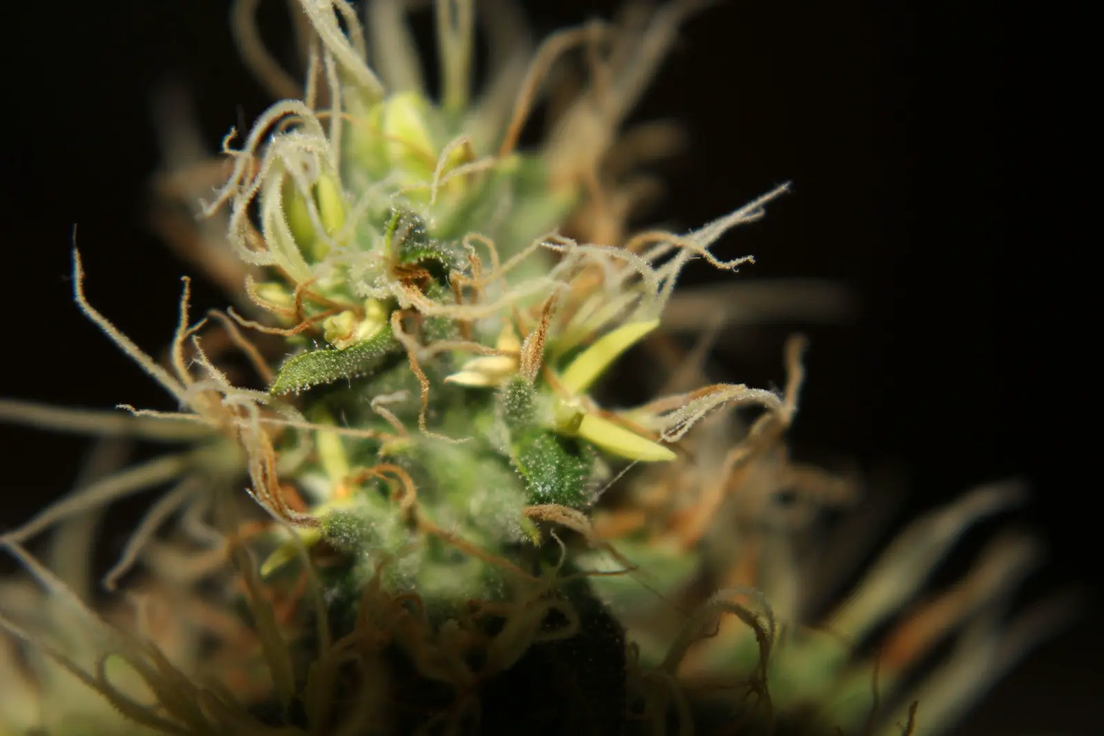 A hermaphroditic cannabis plant.