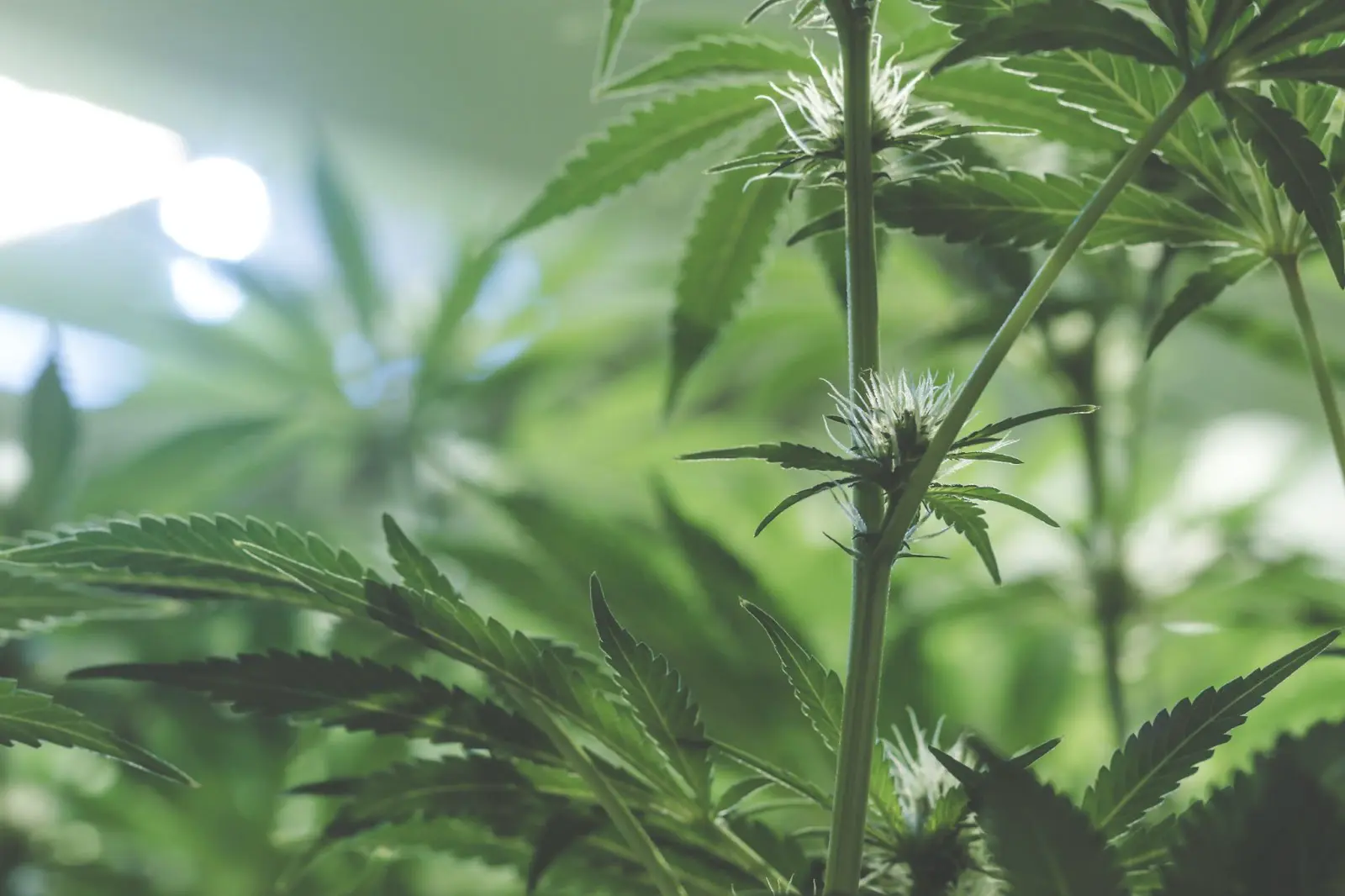 A young female cannabis plant.