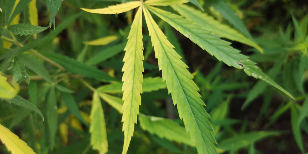 yellow leaves showing unbalanced plant nutrition & signs of nitrogen deficieny