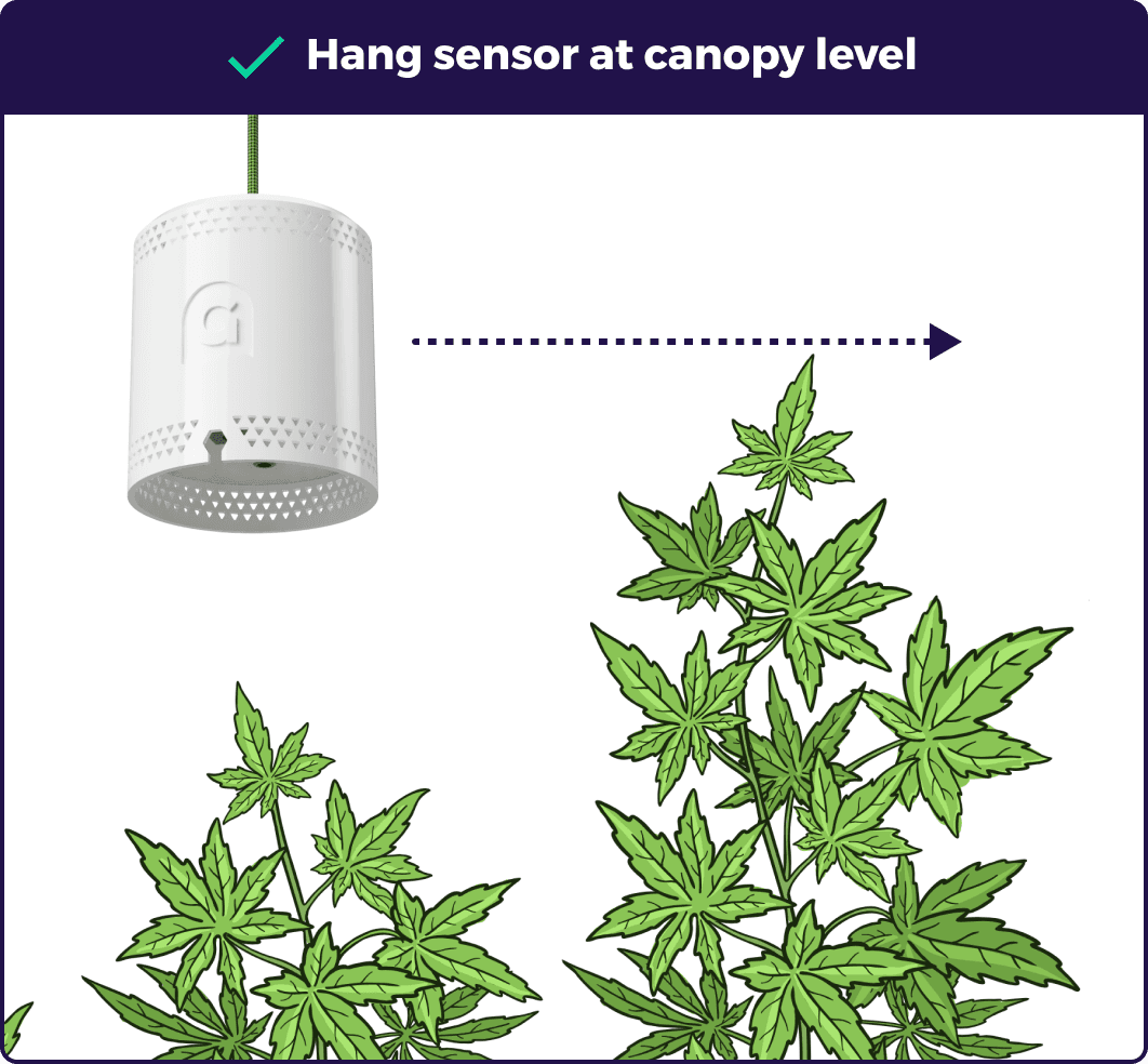 Illustration showing to hang the sensor at the canopy level