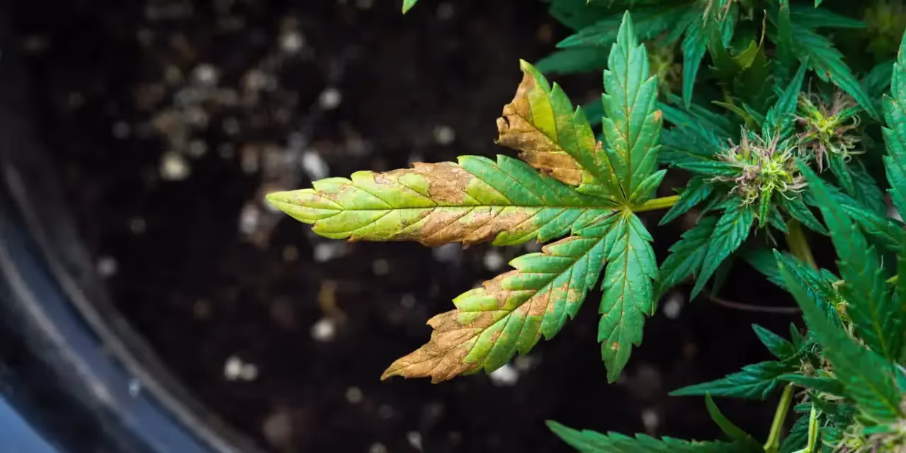 Cannabis leaf showing signs of phosphorus defficiency