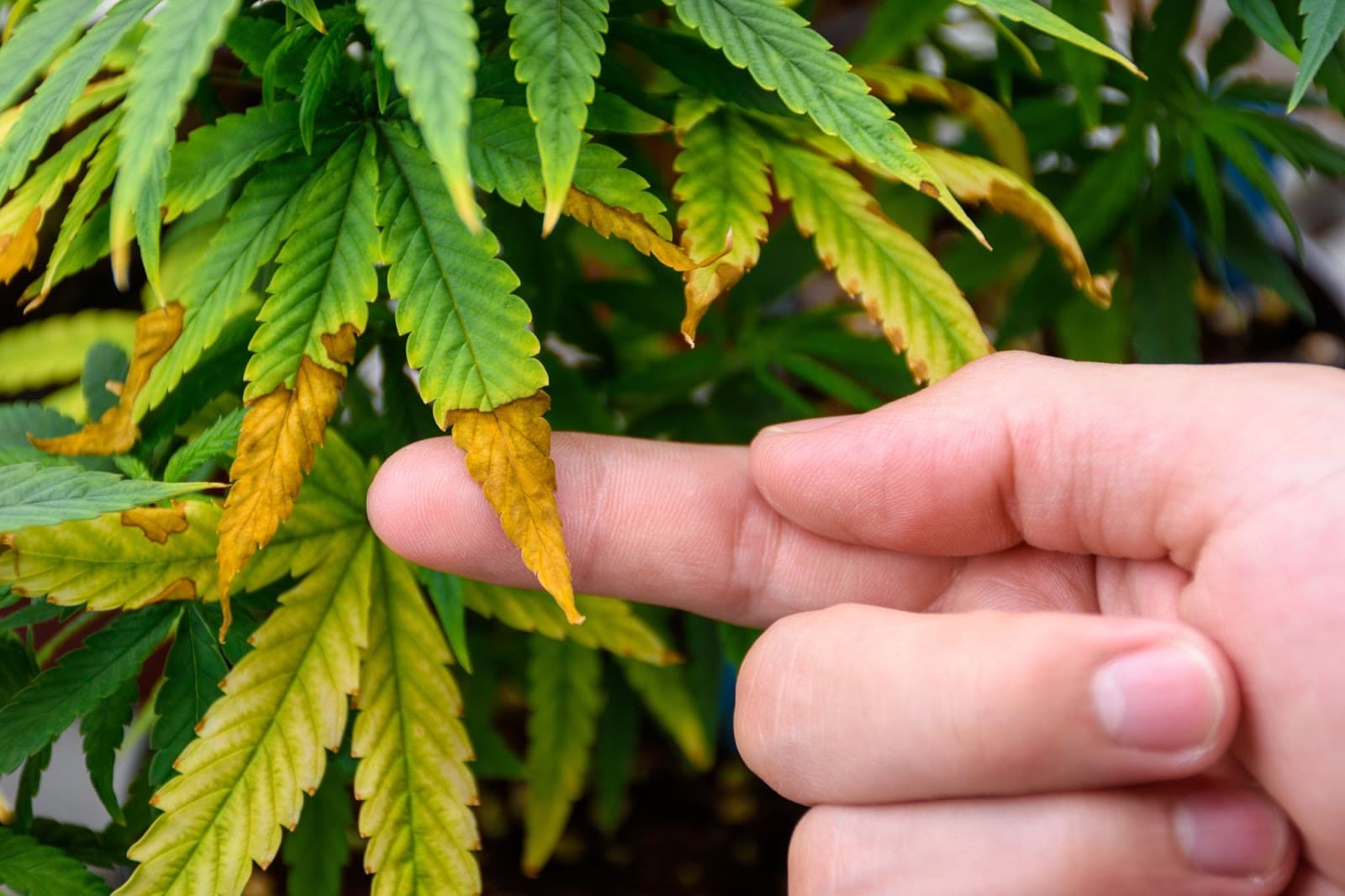 A big potassium deficiency on a cannabis plant in flower.