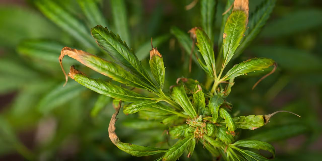 A potassium deficiency on a cannabis plant.