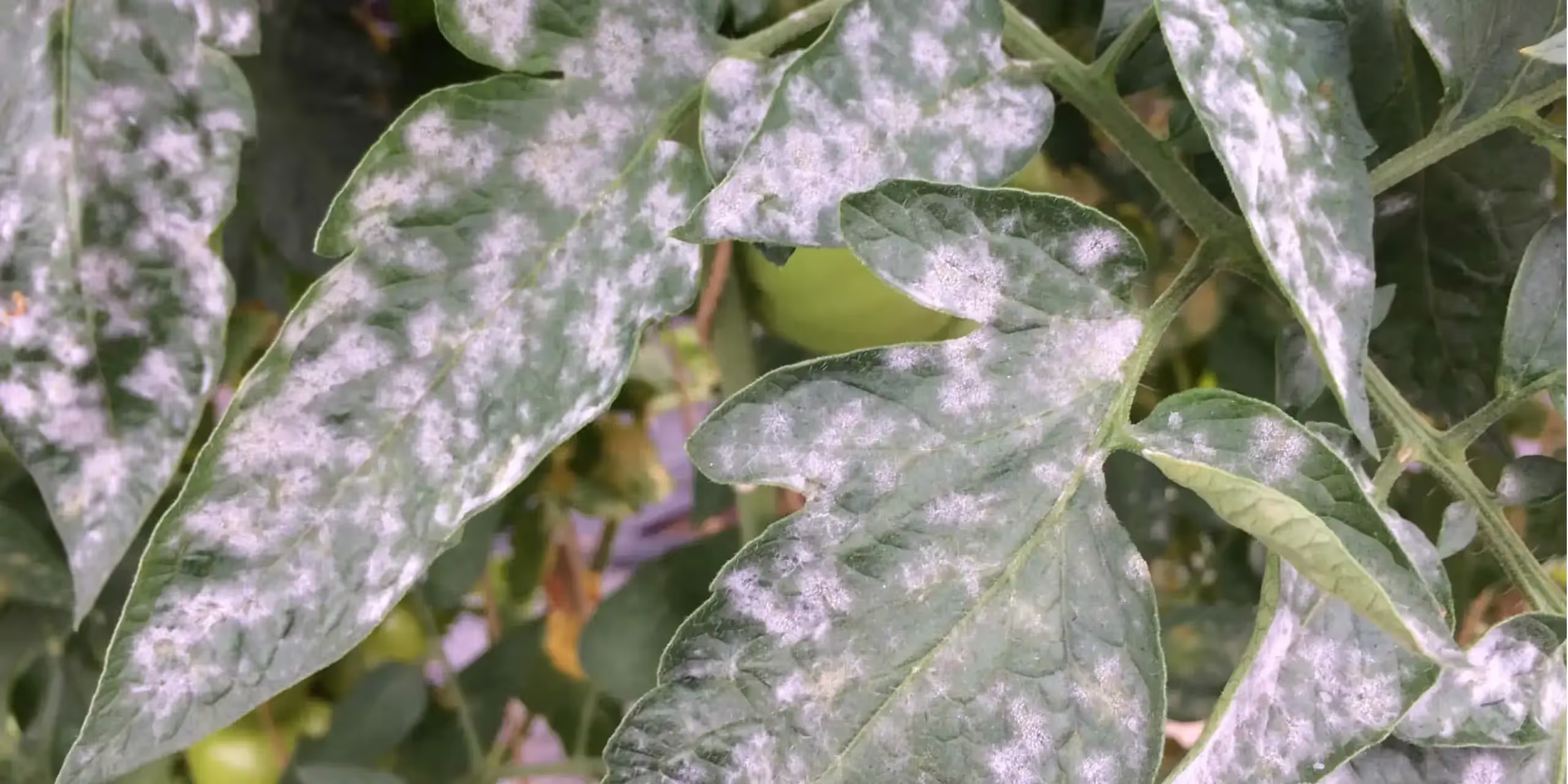 Powdery mildew on tomato plant leaves
