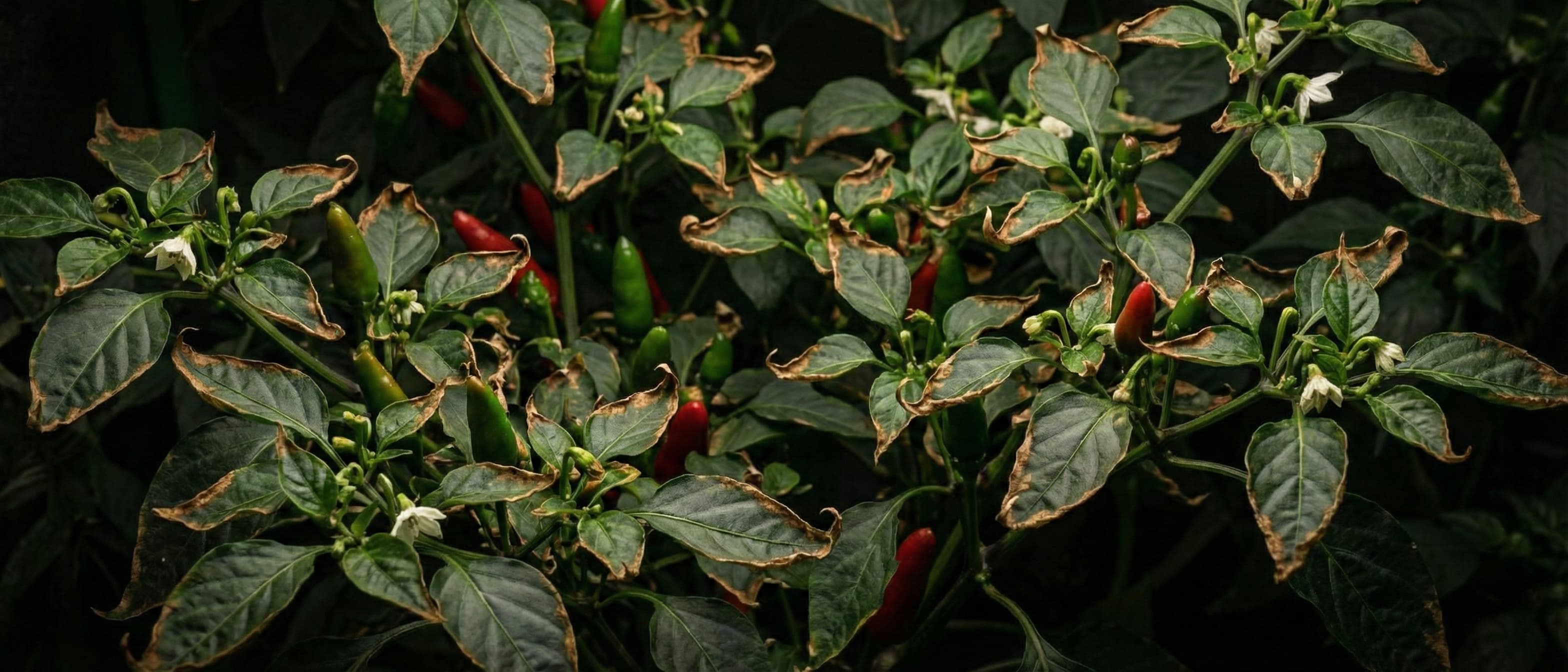 overfed pepper plants