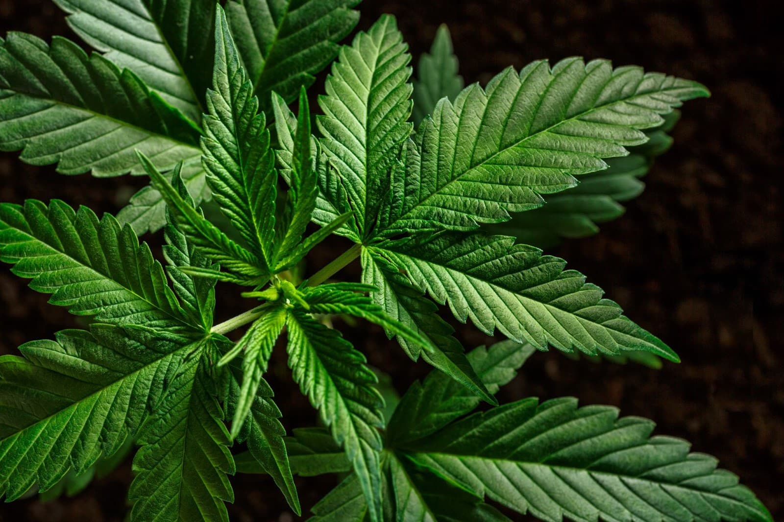 healthy looking cannabis plant