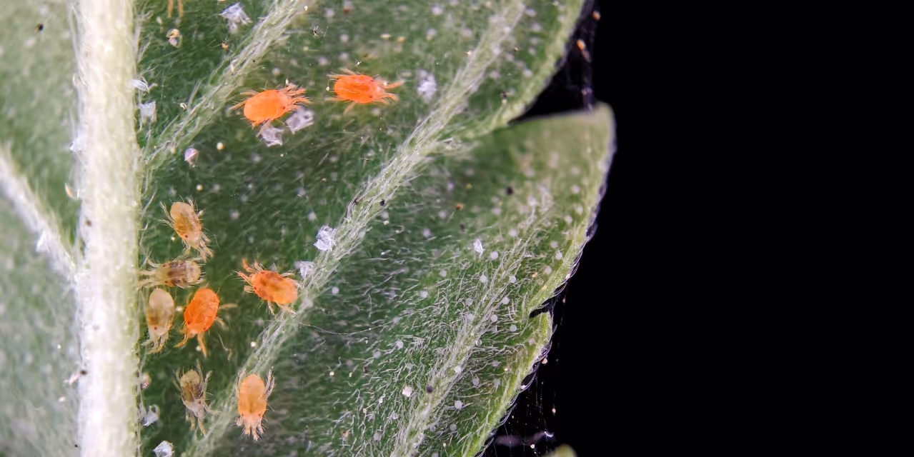 Close-up of red spider mites, on cannabis leaf on black background Hero