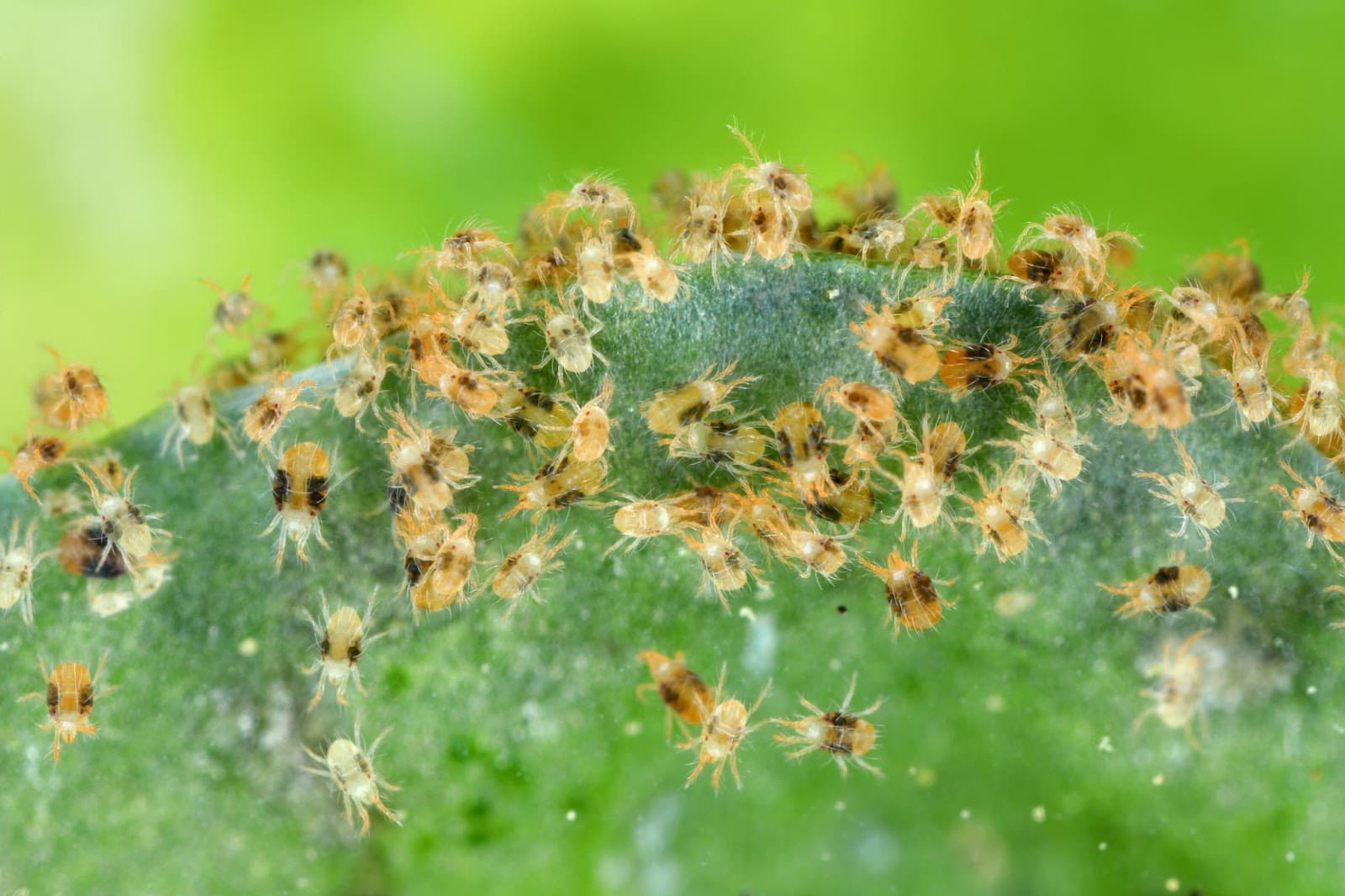 Mites grouping on sugar beet leaf