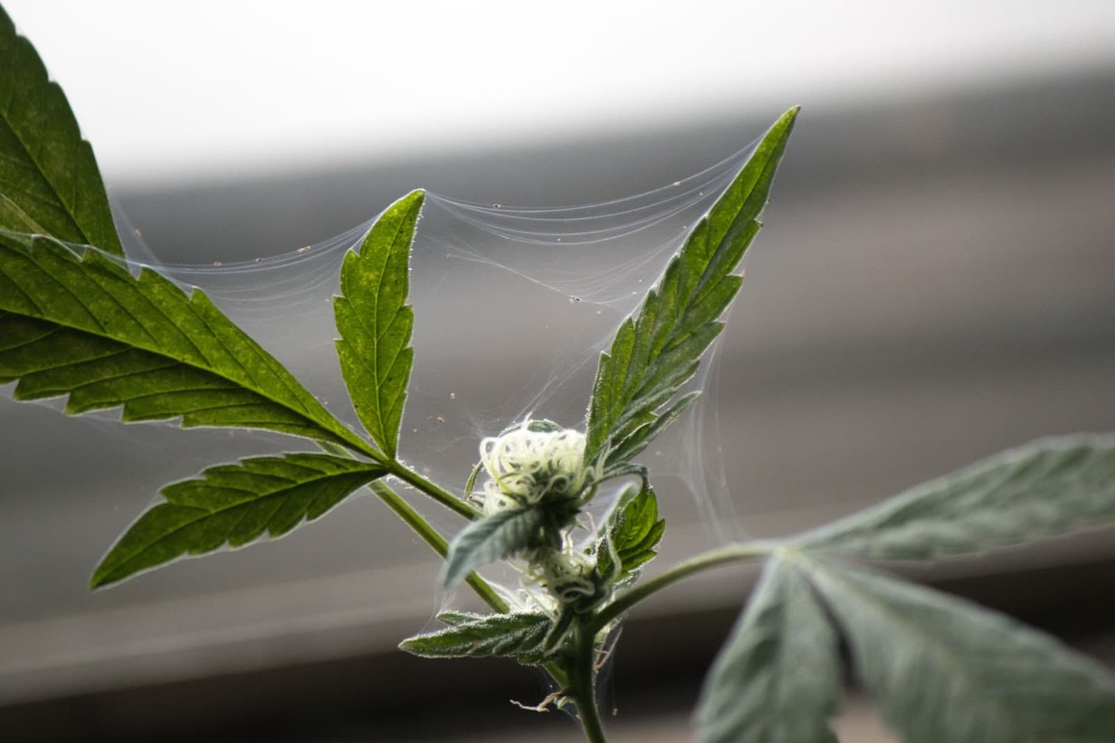 Spider mite webbing on cannabis.