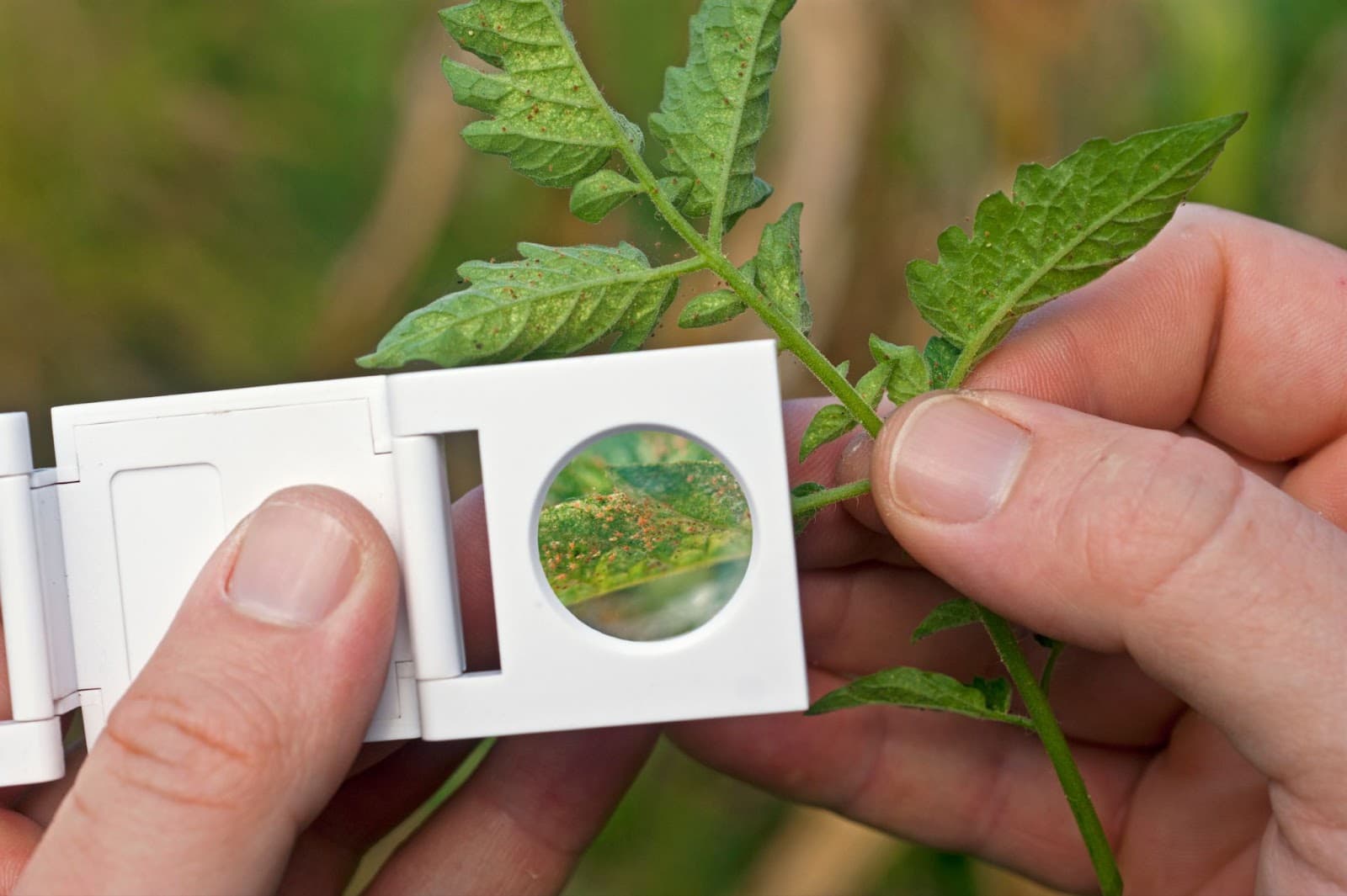 Grower using a magnifying glass to inspect insects on the bottom of leaves