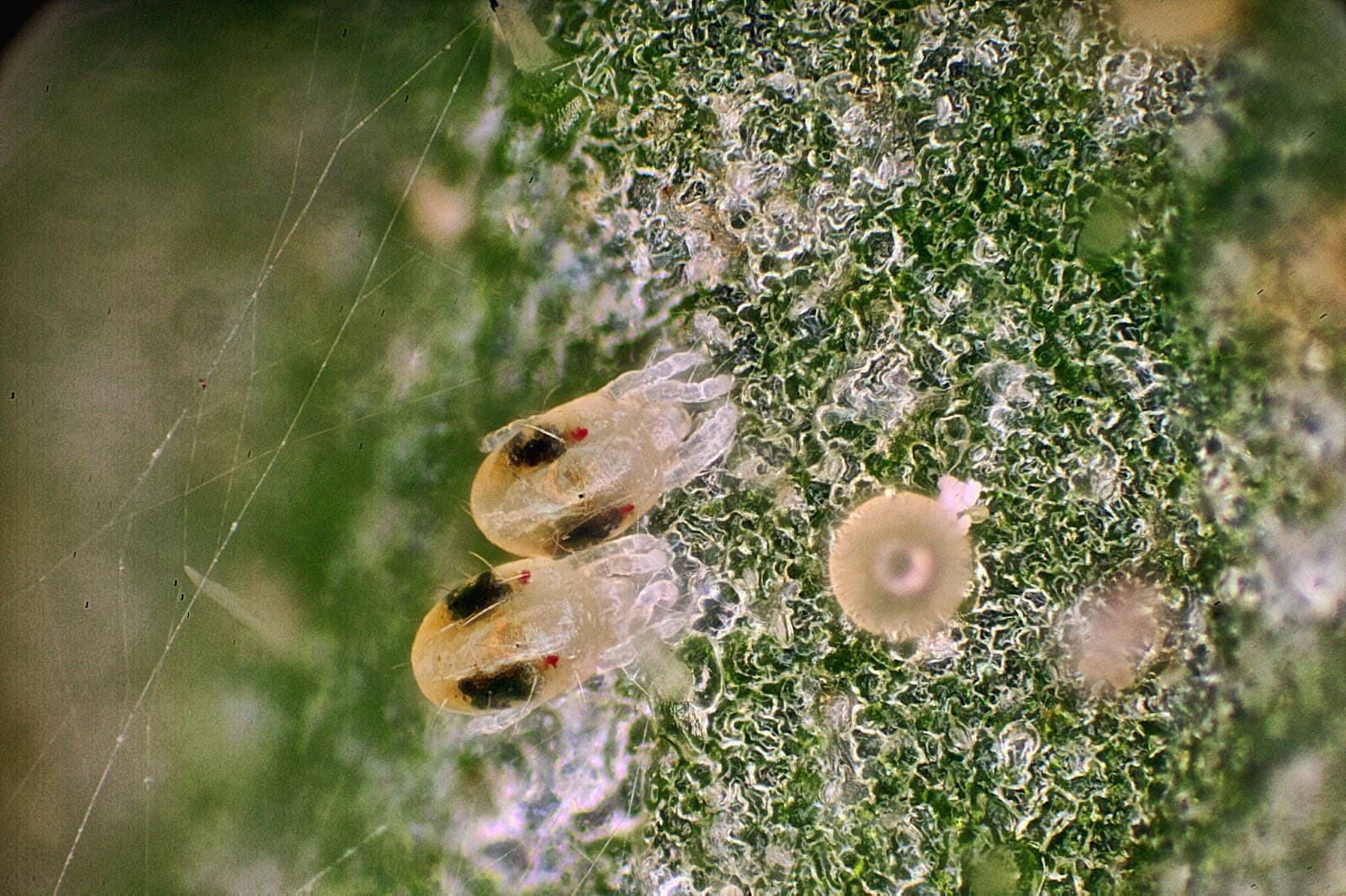 Magnified 2 mites and an egg on a leaf with webbing