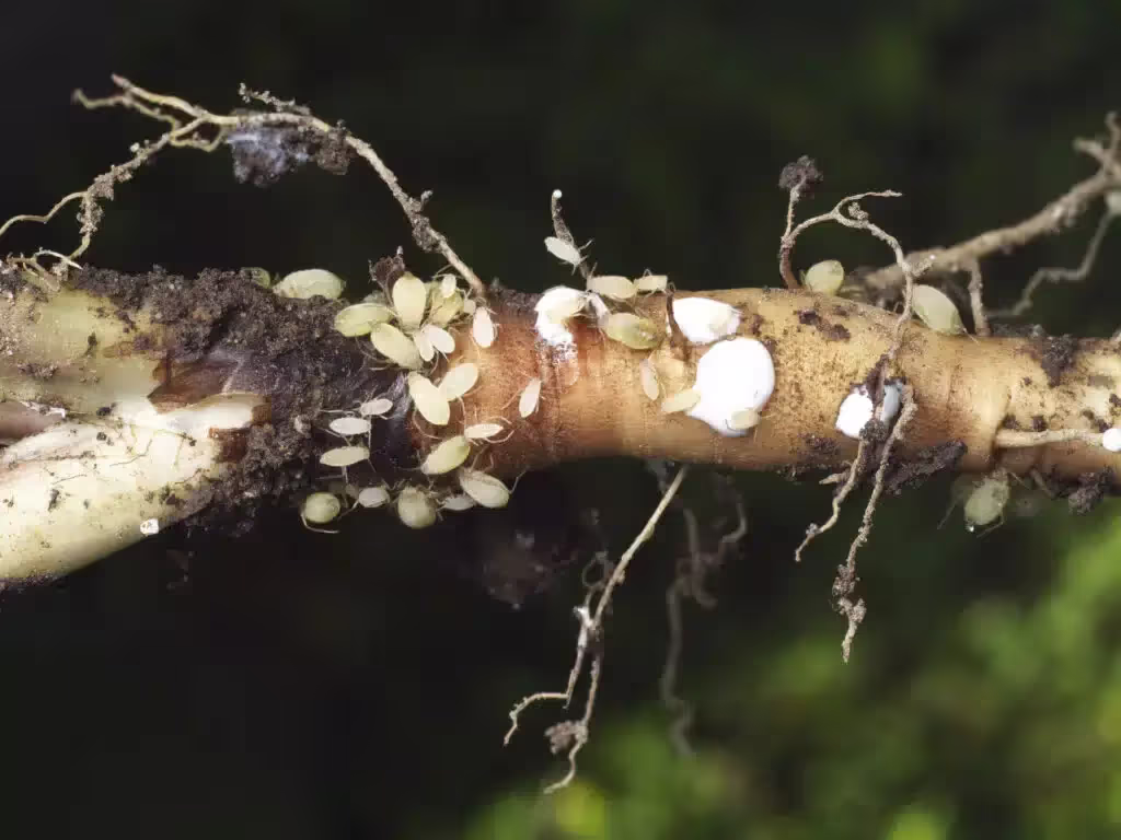 Thrips on a plants roots