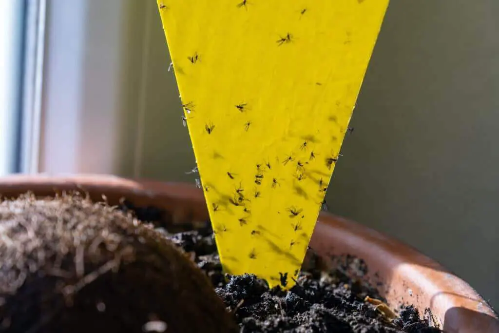 sticky traps to collect pests