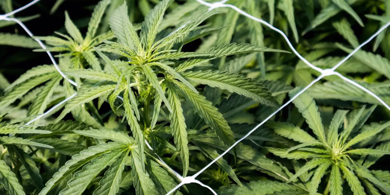 A scrog net placed over a flowering cannabis plant.