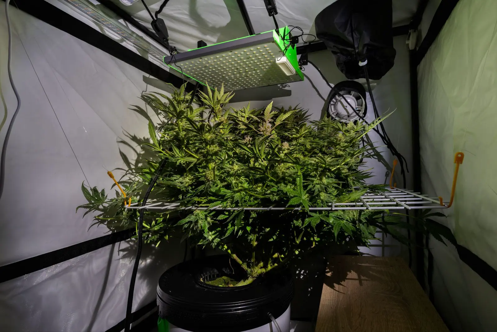 A wire scrog net placed over 1 cannabis plant in a small grow tent.