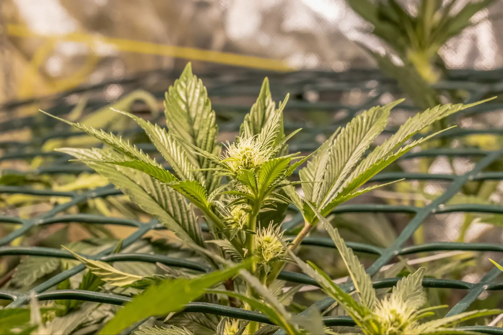 A flowering cannabis plant growing through a scrog net.