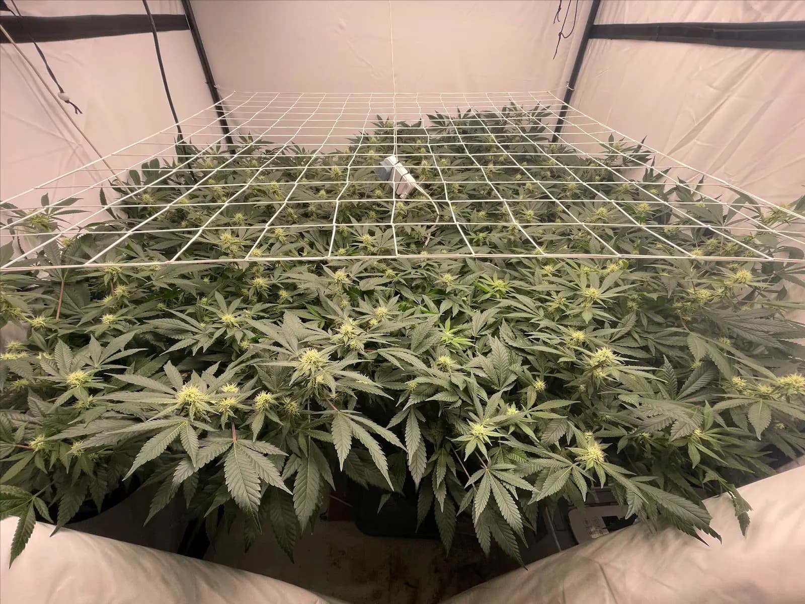 A large 1 plant scrog net.