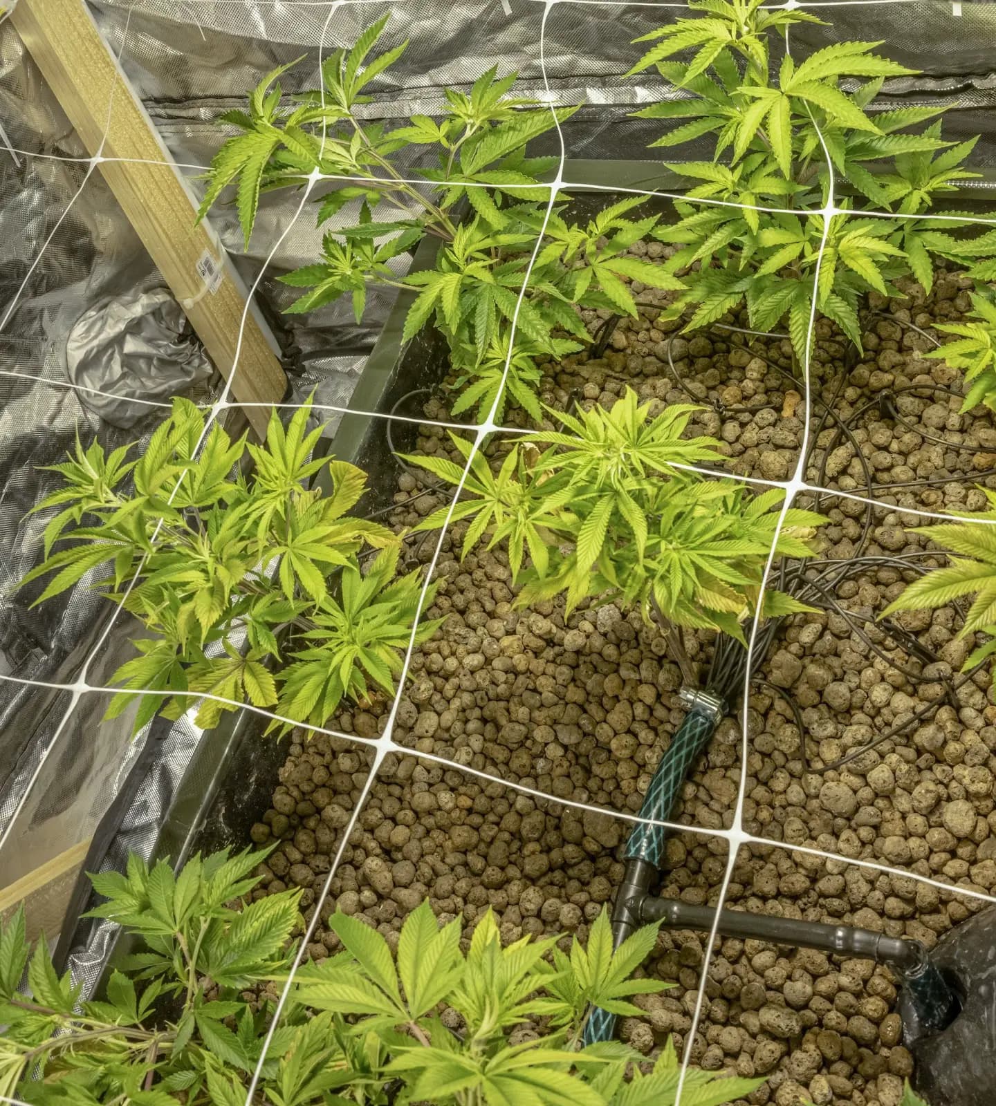 A large Scrog net placed over some sick cannabis plants.