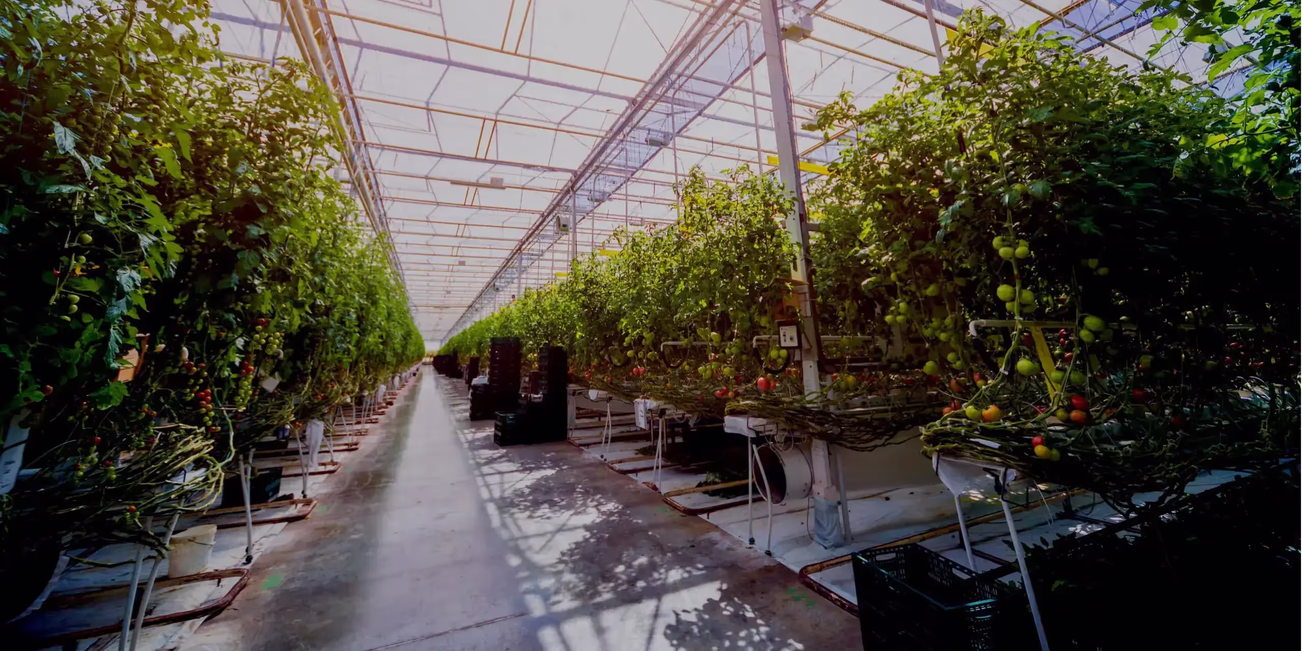 Tomatoes grown with soil probes for crop steering
