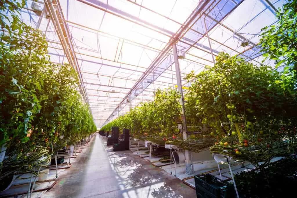 Tomatoes grown using crop steering