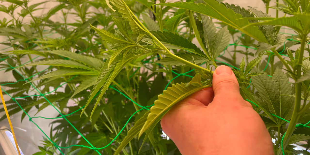 Grower super cropping a plant Hero
