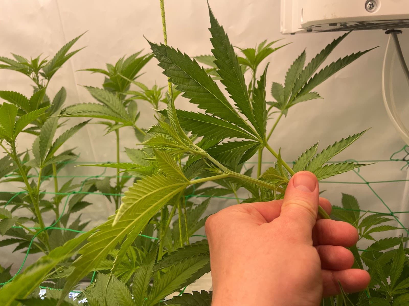 Grower super cropping a plant in the vegetative stage