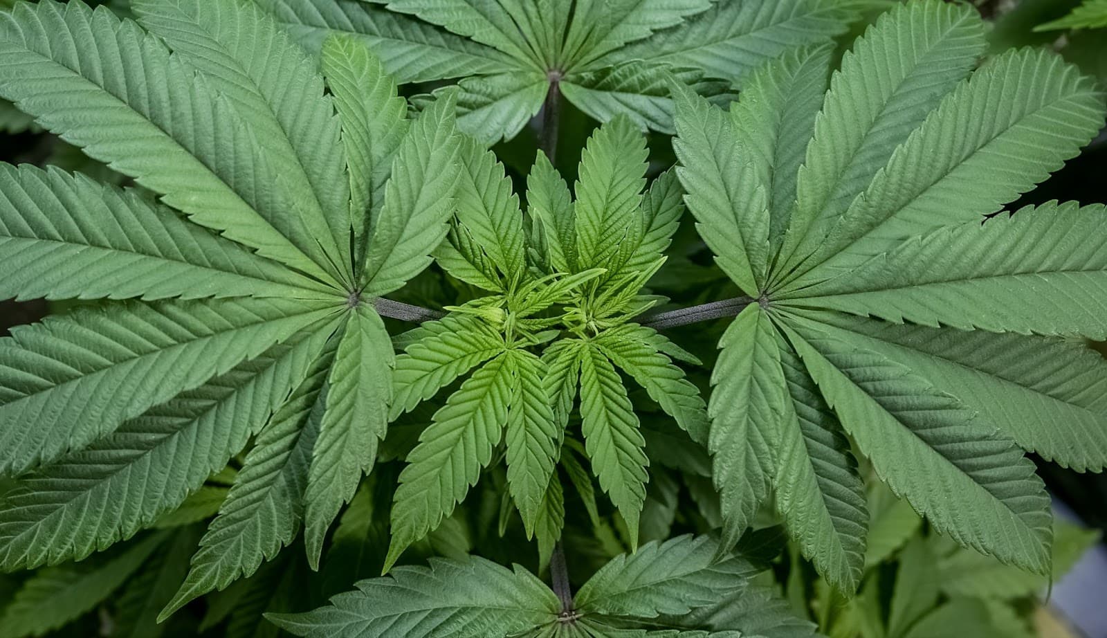 cannabis plants in veg