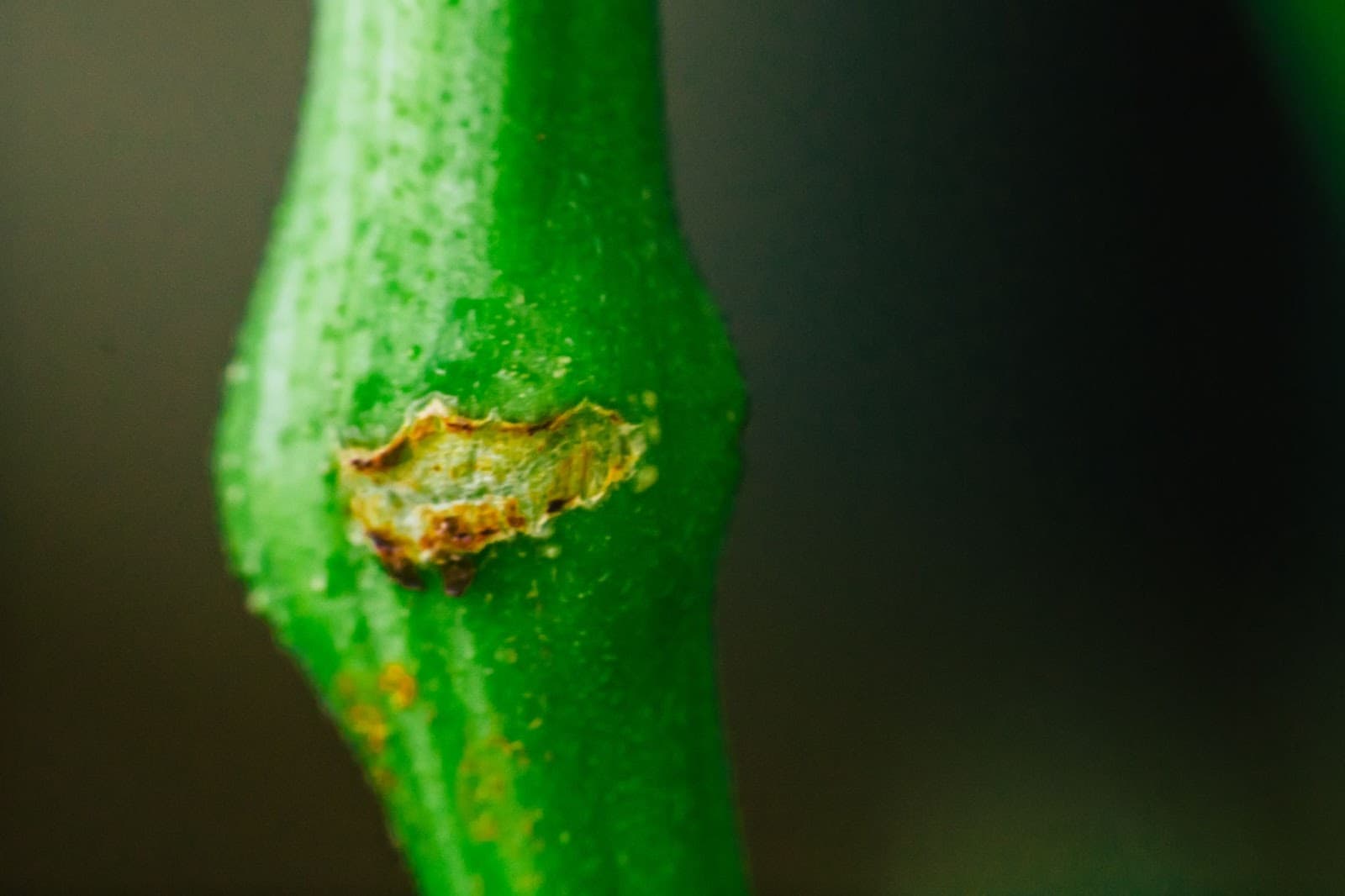 Thicker stronger cannabis stem thanks to super cropping