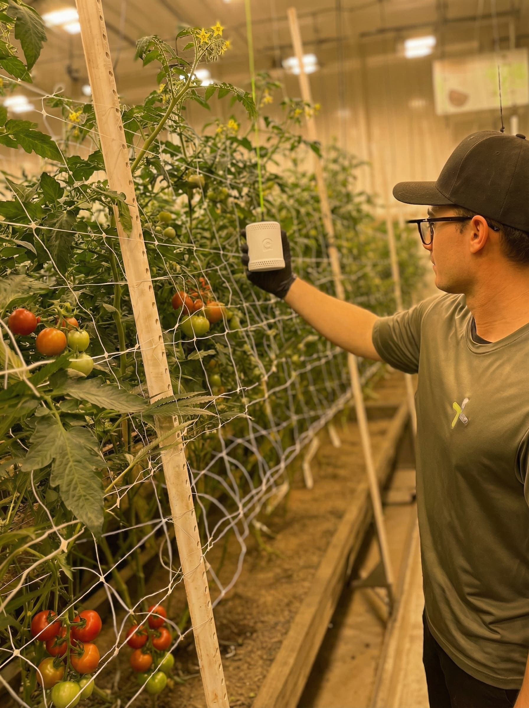 The Grow Sensor hung in between plants