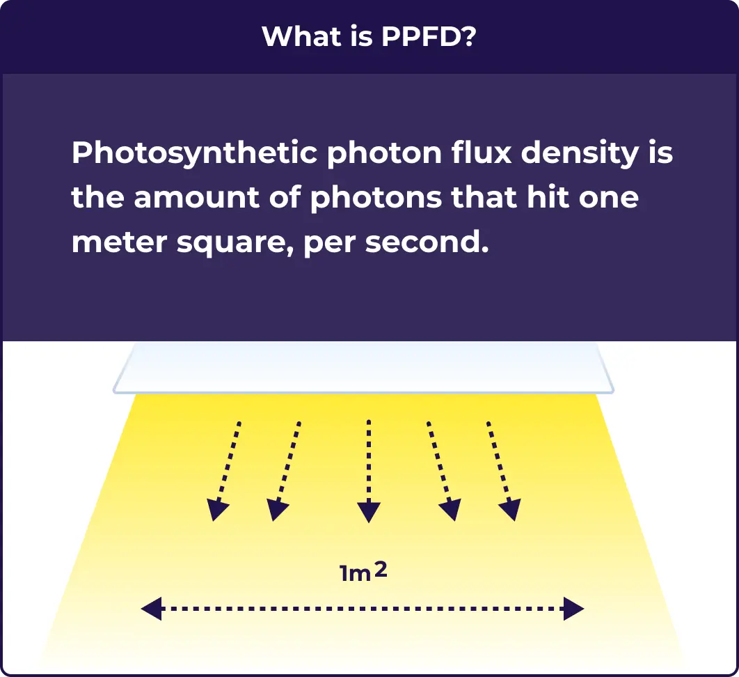 An illustration explaining what PPFD is.