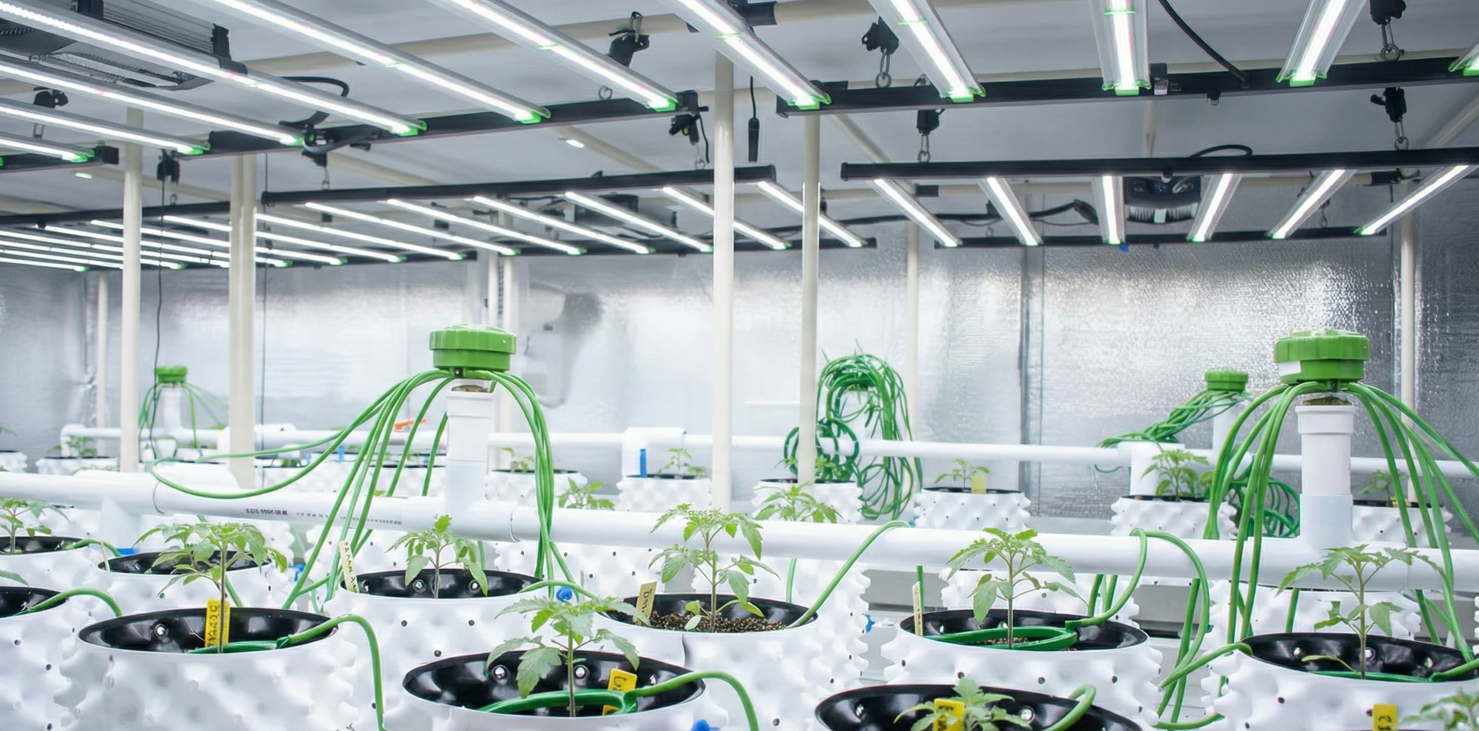 An indoor grow room setup up for the optimal PPFD for veg.