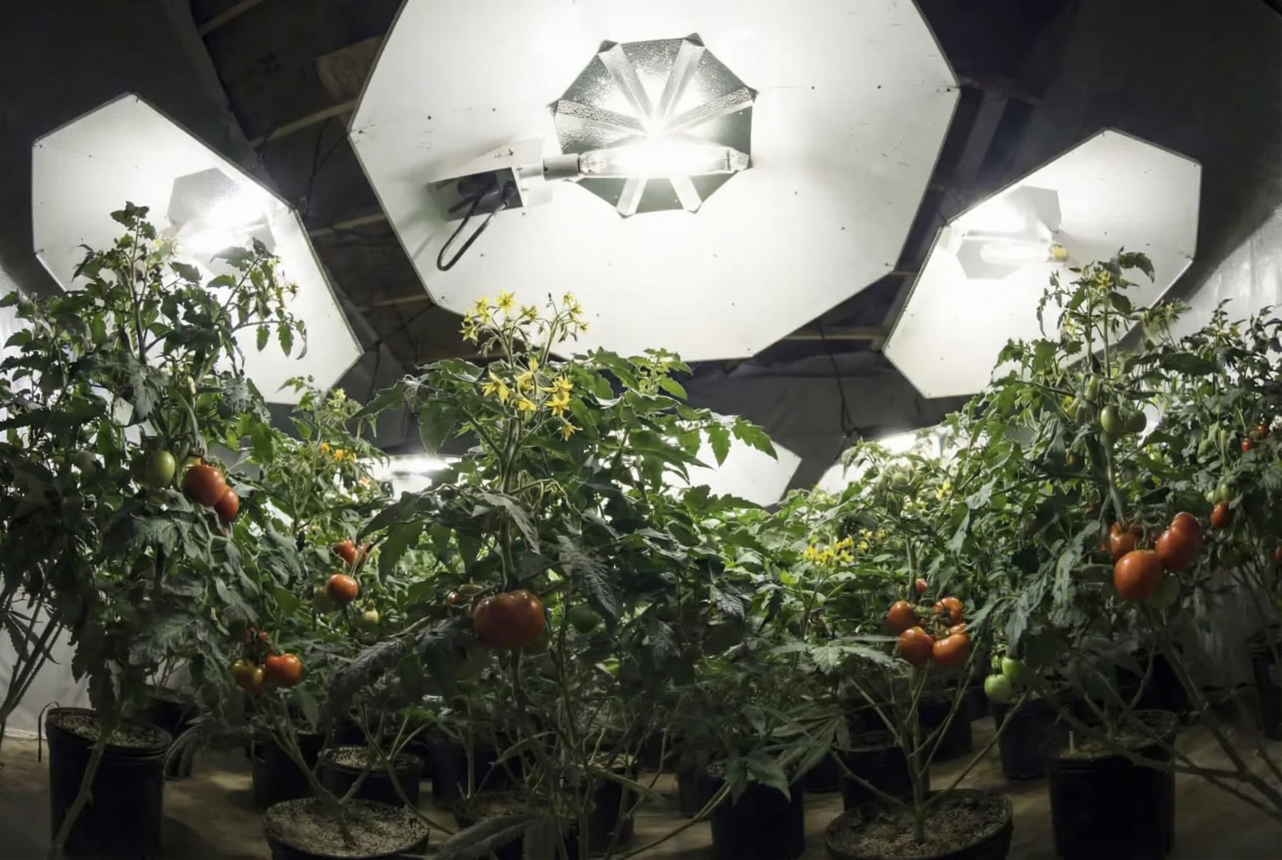 A grower who has dialed-in the optimal PPFD for veg in their grow room