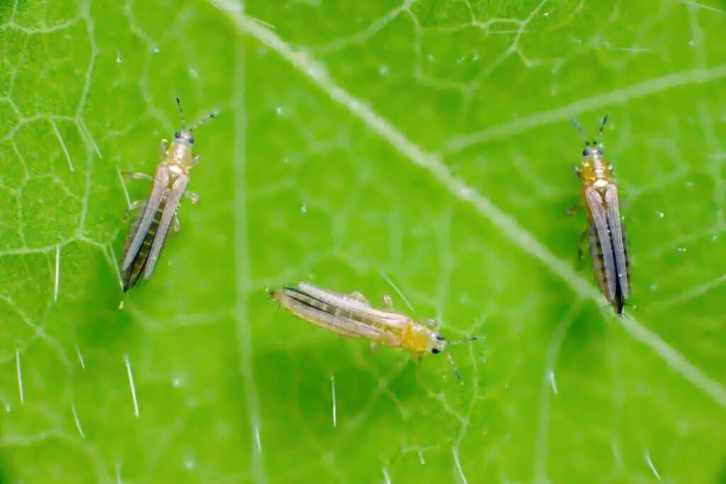 Thrips on a leaf
