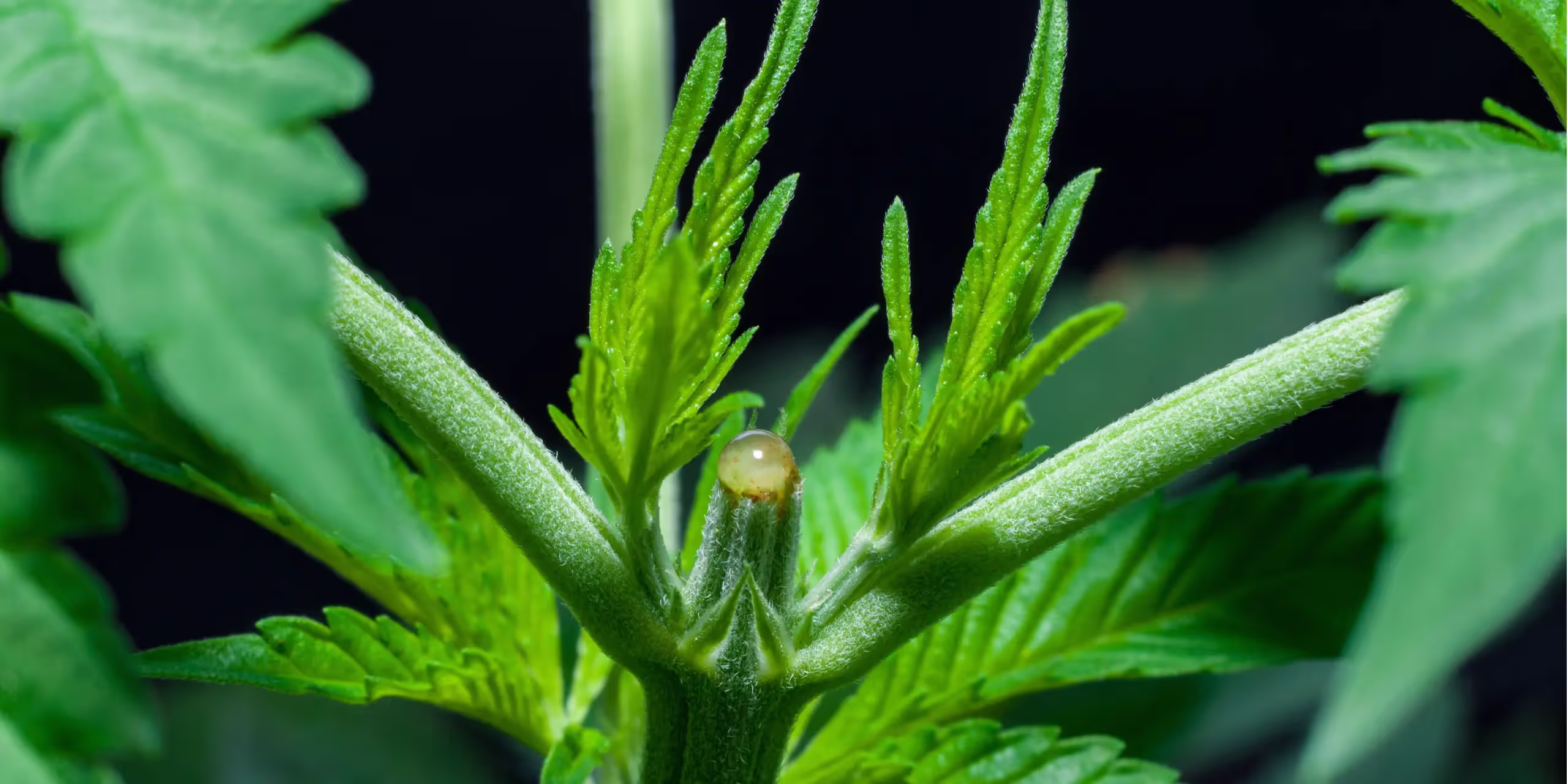A topped plant, in a cannabis grow room.